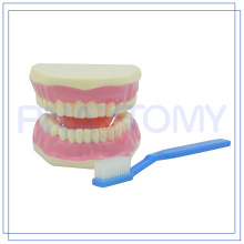 PNT-0520 modelo de ensino médico de treinamento de dentes